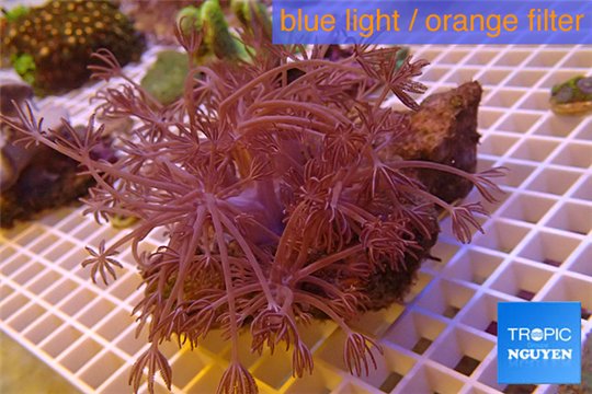 Xenia long polyps 7-10 cm WYSIWYG acclimaté