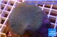 Sarcophyton long polyps 7-10 cm WYSIWYG acclimaté