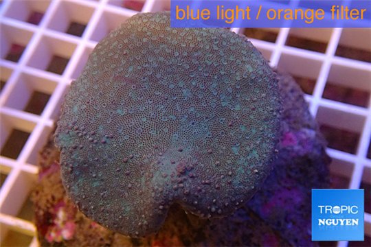 Sarcophyton long polyps 7-10 cm WYSIWYG acclimaté