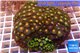 Zoanthus garden mix color 9-12 cm WYSIWYG acclimaté