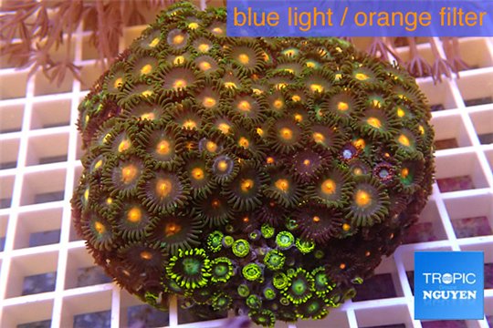 Zoanthus garden mix color 9-12 cm WYSIWYG acclimaté