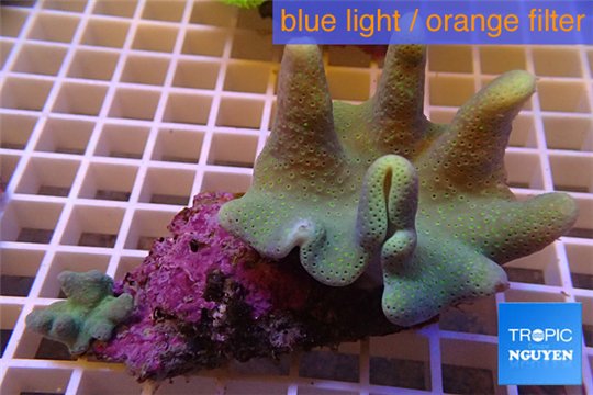 Sarcophyton full neon green polyps Australia 7-10 cm WYSIWYG acclimaté