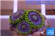 Zoanthus neon green magician blue 4-6 polyps WYSIWYG acclimaté