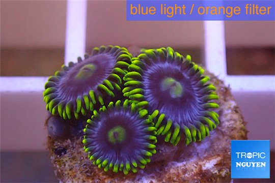Zoanthus neon green magician blue 4-6 polyps WYSIWYG acclimaté