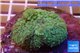 Rhodactis green big leaf 5-6 cm WYSIWYG acclimaté