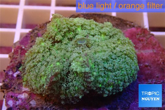 Rhodactis green big leaf 5-6 cm WYSIWYG acclimaté