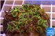 Zoanthus Fijii premium 8-12 cm WYSIWYG acclimaté