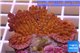 Montipora red purple polyps 3-4 cm WYSIWYG acclimaté