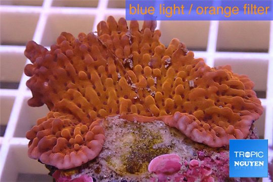 Montipora red purple polyps 3-4 cm WYSIWYG acclimaté
