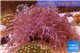 Xenia long polyps 10-16 cm WYSIWYG acclimaté