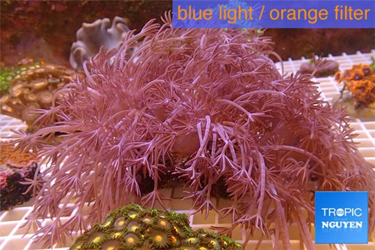 Xenia long polyps 10-16 cm WYSIWYG acclimaté