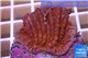 Montipora red purple polyps 2-3 cm WYSIWYG acclimaté