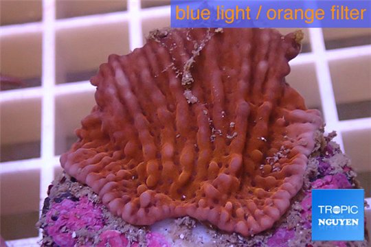 Montipora red purple polyps 2-3 cm WYSIWYG acclimaté