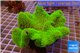 Sarcophyton full neon green polyps Australia 10-14 cm WYSIWYG acclimaté