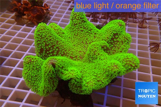 Sarcophyton full neon green polyps Australia 10-14 cm WYSIWYG acclimaté