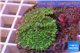 Rhodactis green big leaf 5-6 cm WYSIWYG acclimaté