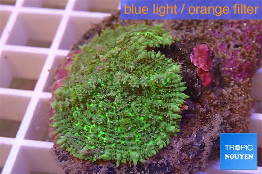 Rhodactis green big leaf 5-6 cm WYSIWYG acclimaté