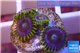 Zoanthus neon green magician blue 4-6 polyps WYSIWYG acclimaté