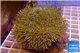 Sarcophyton long white polyps 8-11 cm WYSIWYG acclimaté
