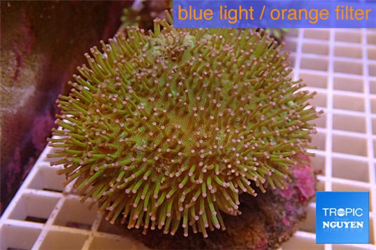 Sarcophyton long white polyps 8-11 cm WYSIWYG acclimaté