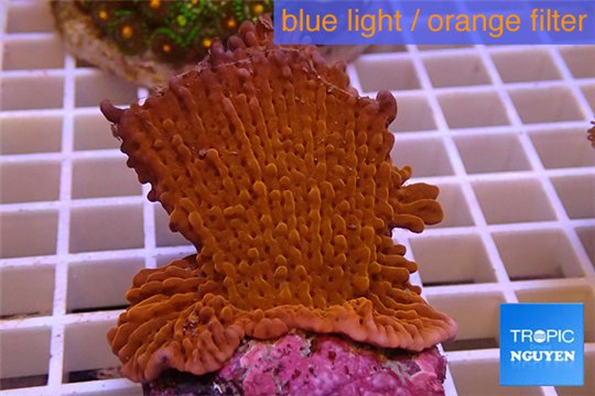 Montipora red purple polyps 3-4 cm WYSIWYG acclimaté