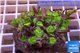 Zoanthus Fijii premium 8-12 cm WYSIWYG acclimaté