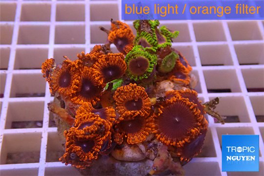 Zoanthus red bam bam 8-12 cm WYSIWYG acclimaté