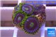 Zoanthus neon green magician blue 4-6 polyps WYSIWYG acclimaté