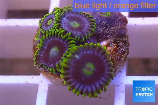 Zoanthus neon green magician blue 4-6 polyps WYSIWYG acclimaté