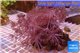 Xenia long polyps 8-14 cm WYSIWYG acclimaté