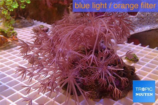 Xenia long polyps 8-14 cm WYSIWYG acclimaté