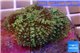 Rhodactis green big leaf 5-6 cm WYSIWYG acclimaté