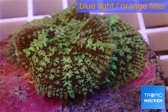 Rhodactis green big leaf 5-6 cm WYSIWYG acclimaté