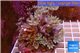 Clavularia papaya purple green 8-12 cm WYSIWYG acclimaté