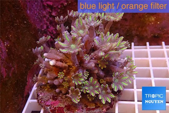 Clavularia papaya purple green 8-12 cm WYSIWYG acclimaté