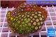 Zoanthus garden mix color 9-12 cm WYSIWYG acclimaté