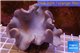 Sarcophyton full neon green polyps Australia 10-14 cm WYSIWYG acclimaté