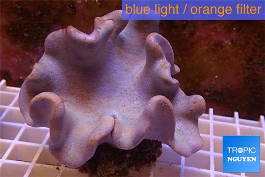 Sarcophyton full neon green polyps Australia 10-14 cm WYSIWYG acclimaté