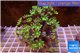 Clavularia papaya orange green 8-12 cm WYSIWYG acclimaté