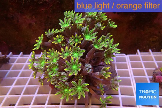 Clavularia papaya orange green 8-12 cm WYSIWYG acclimaté