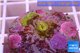 Zoanthus Fijii premium 2 polyps WYSIWYG acclimaté