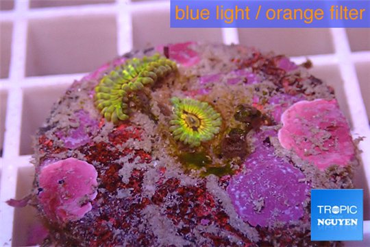 Zoanthus Fijii premium 2 polyps WYSIWYG acclimaté