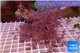 Xenia long polyps 8-14 cm WYSIWYG acclimaté