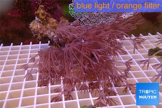 Xenia long polyps 8-14 cm WYSIWYG acclimaté