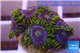Zoanthus neon green magician blue 7-9 polyps WYSIWYG acclimaté