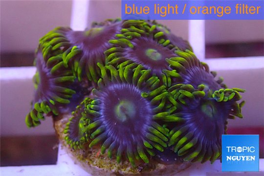 Zoanthus neon green magician blue 7-9 polyps WYSIWYG acclimaté
