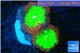 Blastomussa wellsi red green 2 polyps WYSIWYG acclimaté