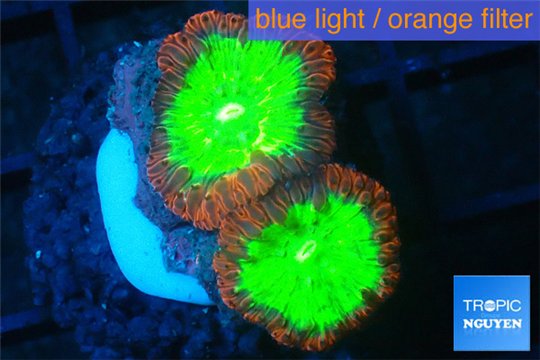 Blastomussa wellsi red green 2 polyps WYSIWYG acclimaté