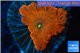 Blastomussa wellsi red cherry pop 1 polyp WYSIWYG acclimaté