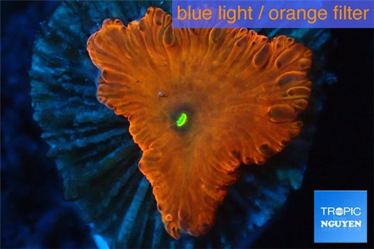 Blastomussa wellsi red cherry pop 1 polyp WYSIWYG acclimaté